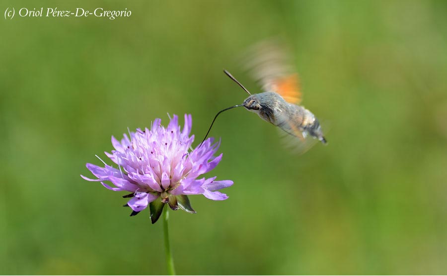 Macroglossum stellatarum