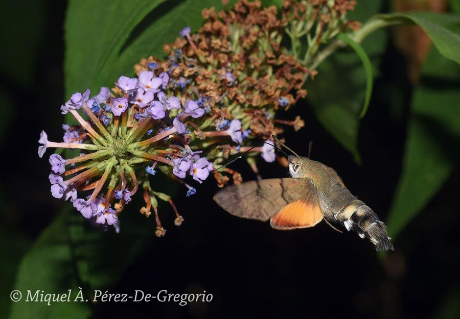 Macroglossum stellatarum