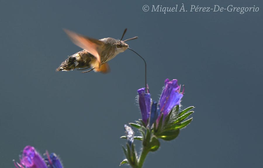 Macroglossum stellatarum