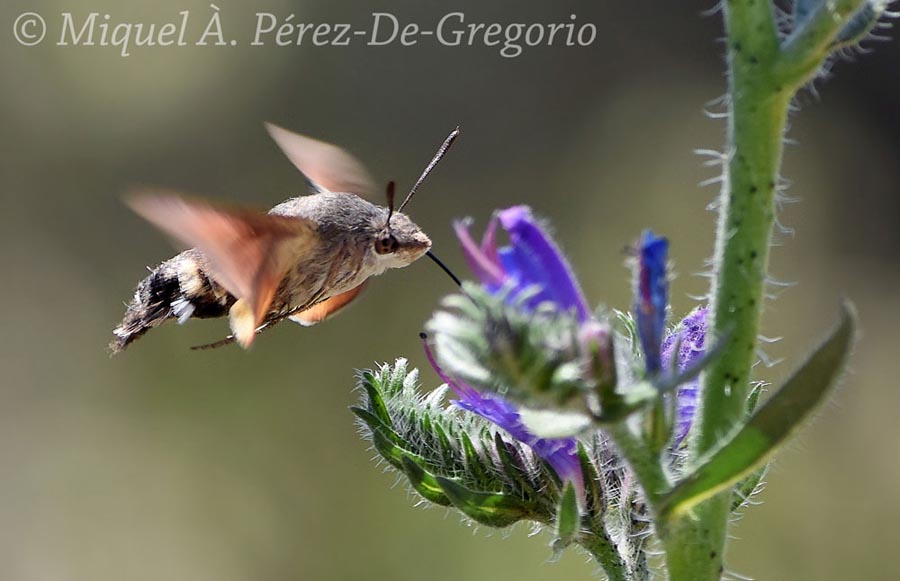 Macroglossum stellatarum