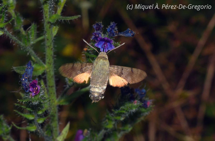 Macroglossum stellatarum