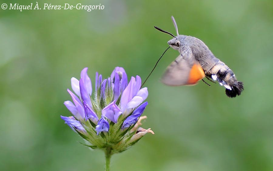 Macroglossum stellatarum