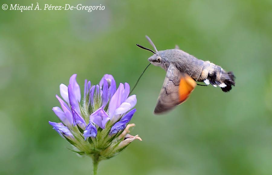 Macroglossum stellatarum