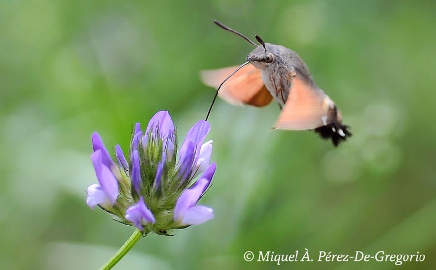 Macroglossum stellatarum