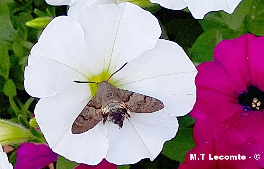 Macroglossum stellatarum
