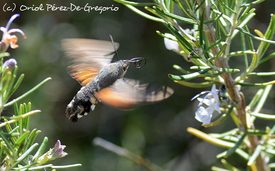 Macroglossum stellatarum