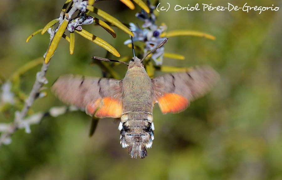 Macroglossum stellatarum