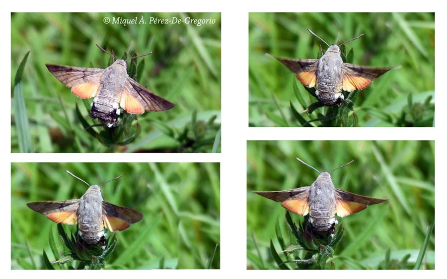 Macroglossum stellatarum