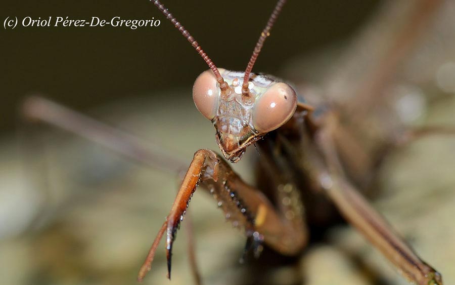 Mantis religiosa