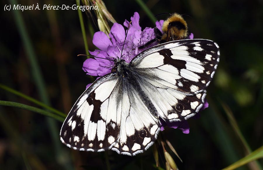 Melanargia lachesis