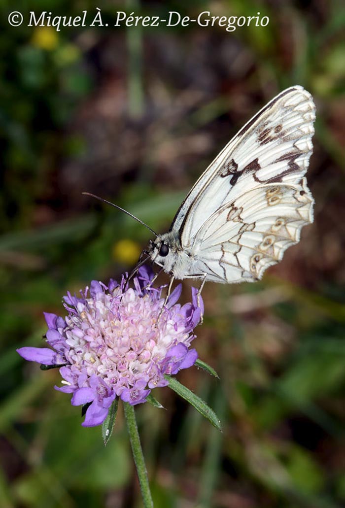 Melanargia lachesis