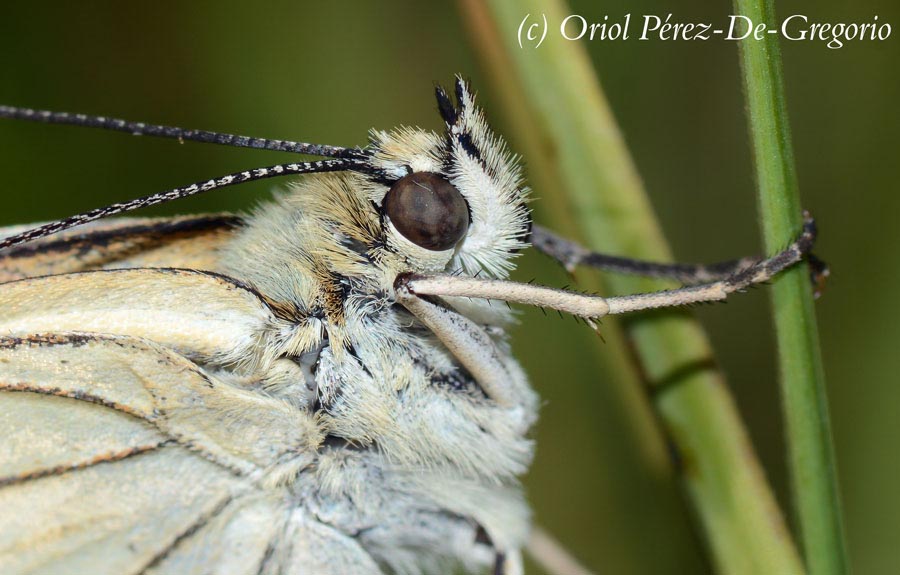 Melanargia lachesis