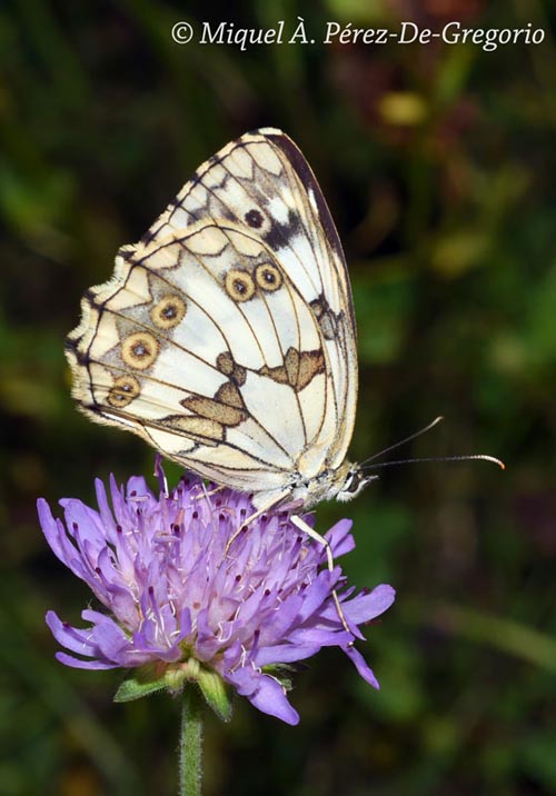 Melanargia lachesis