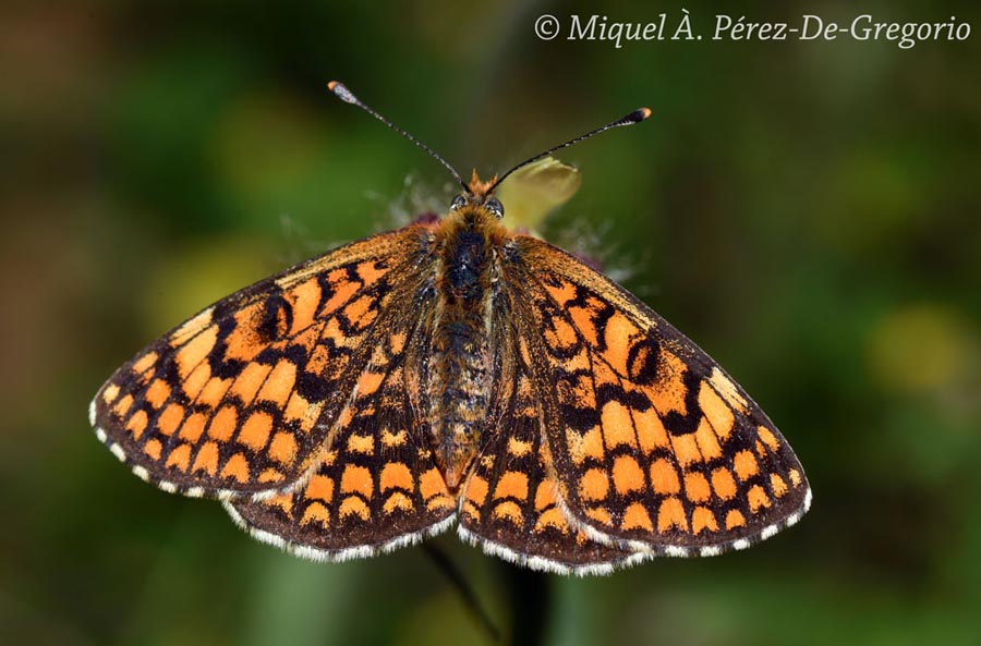 Melitaea deione (= Mellicta deione)