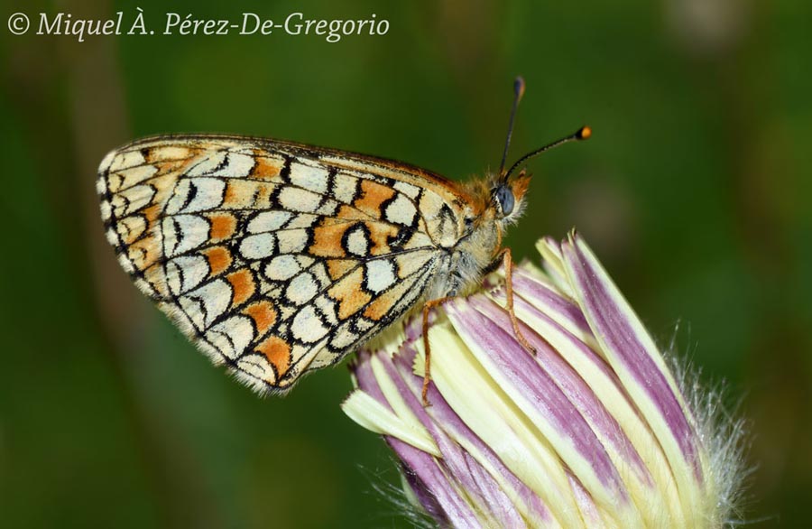 Melitaea deione (= Mellicta deione)