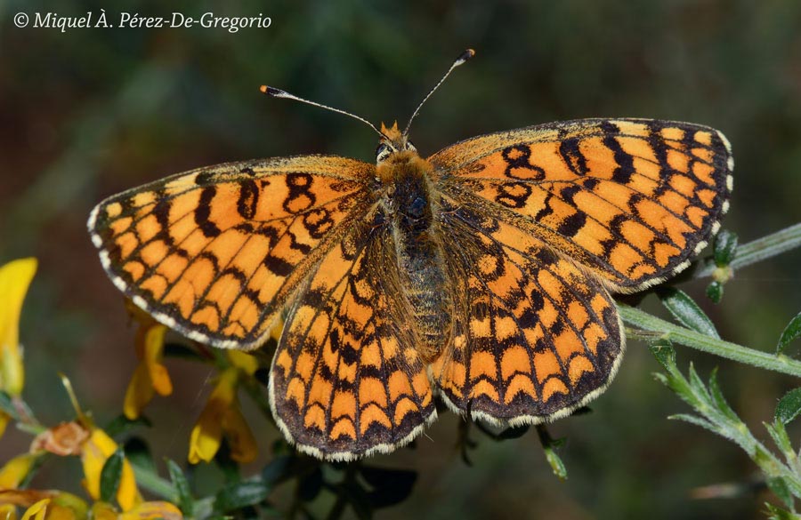 Melitaea deione