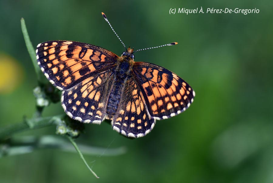 Melitaea diamina