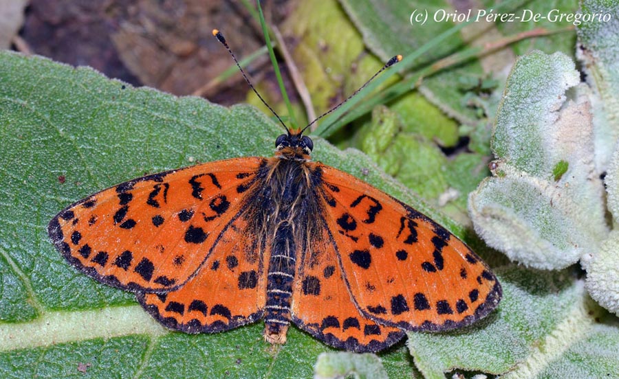 Melitaea didyma