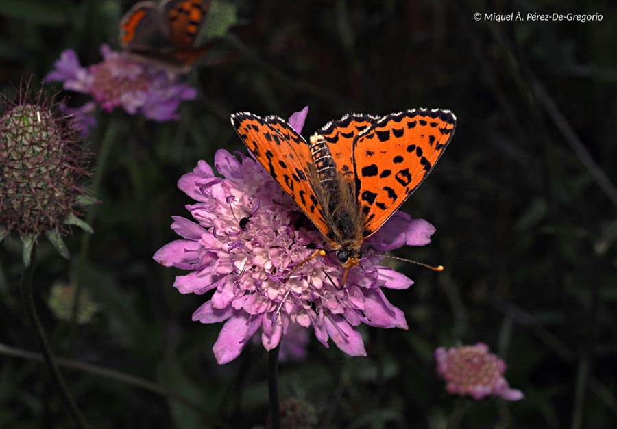 Melitaea didyma