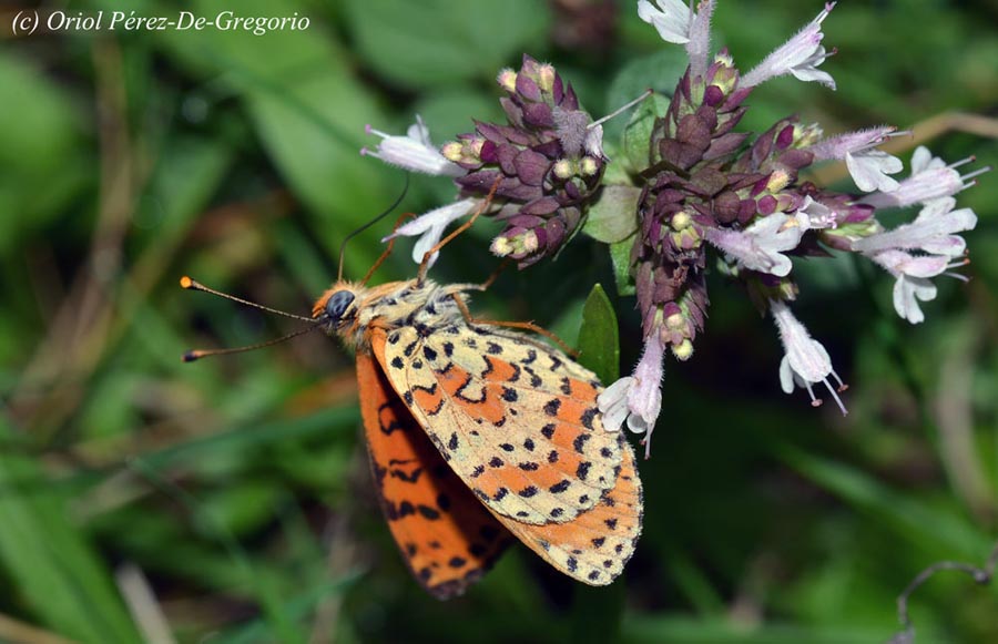 Melitaea didyma