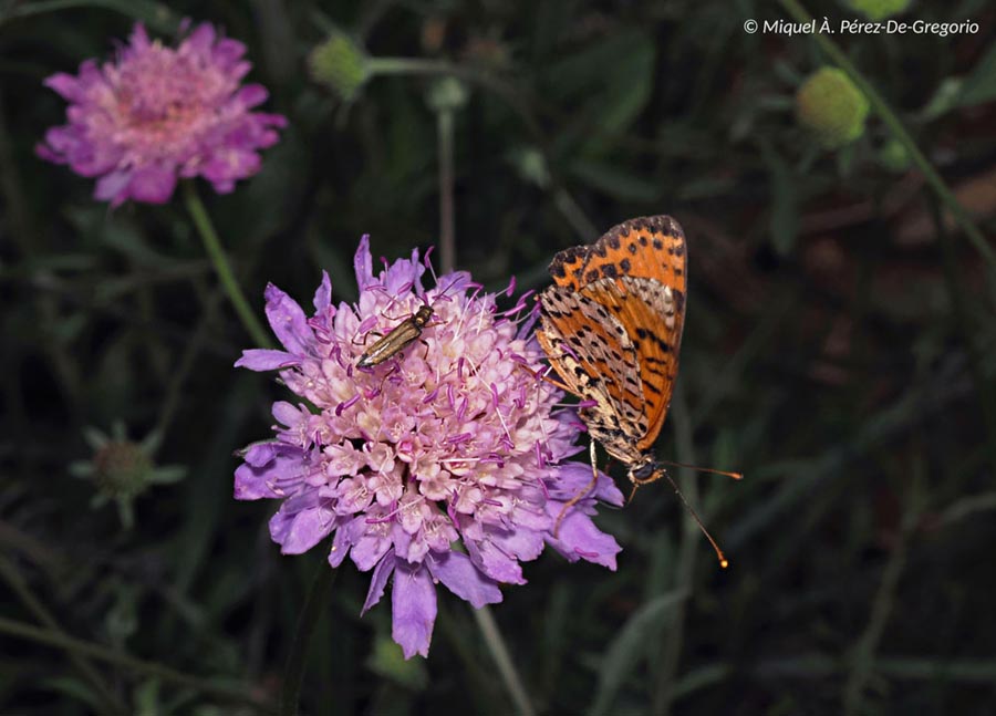 Melitaea didyma