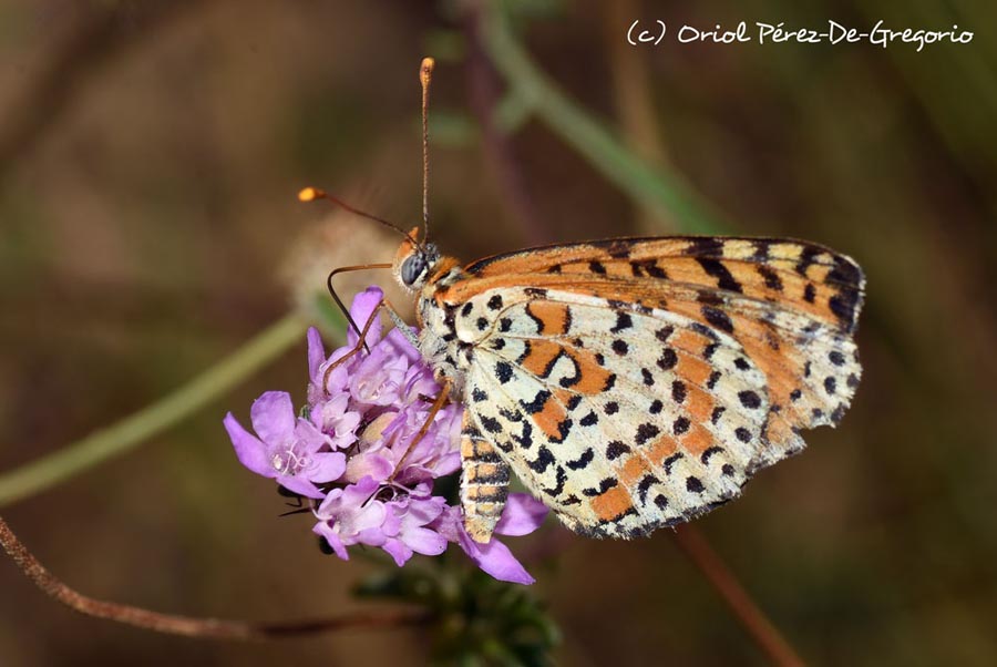 Melitaea didyma