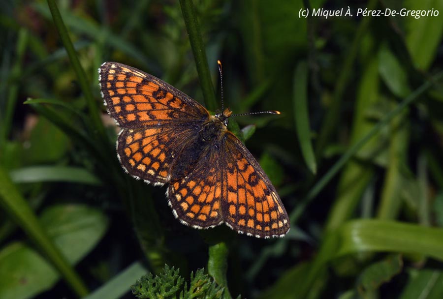 Melitaea parthenoides