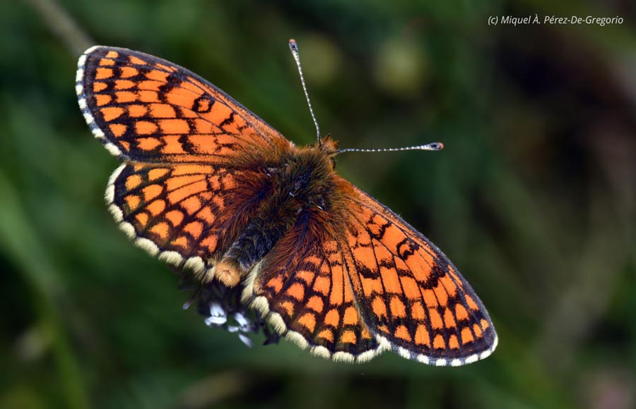 Melitaea parthenoides