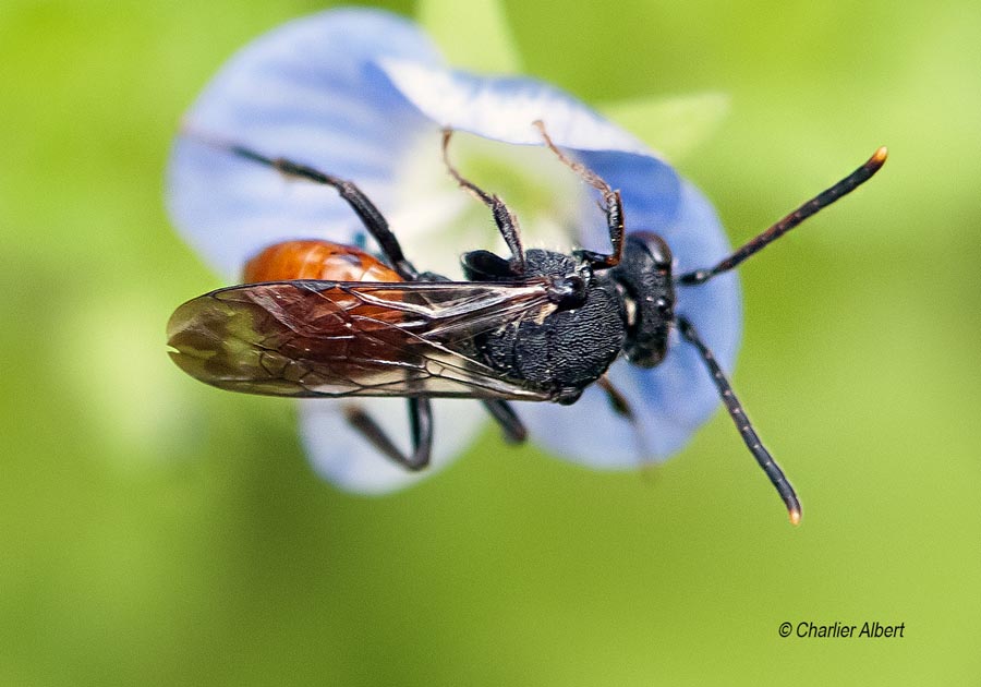 Nomada fabriciana