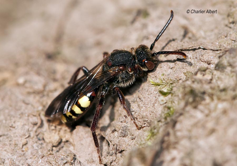 Nomada leucophthalma