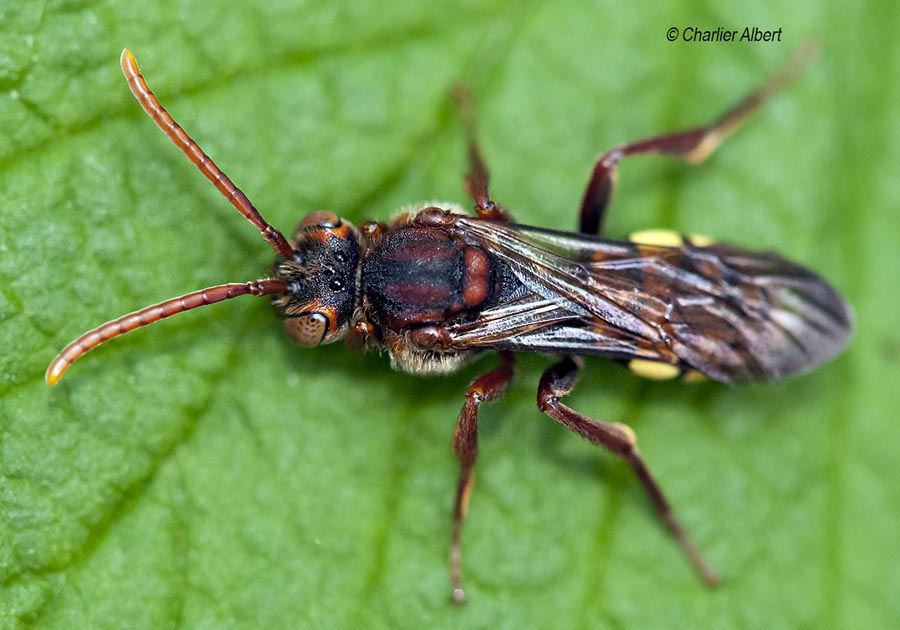 Nomada ruficornis