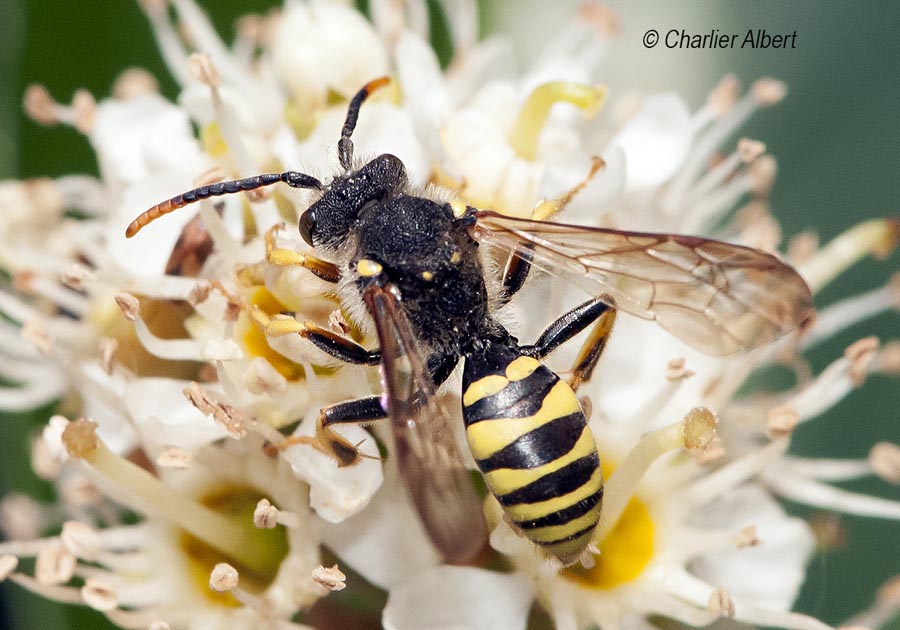 Nomada succincta