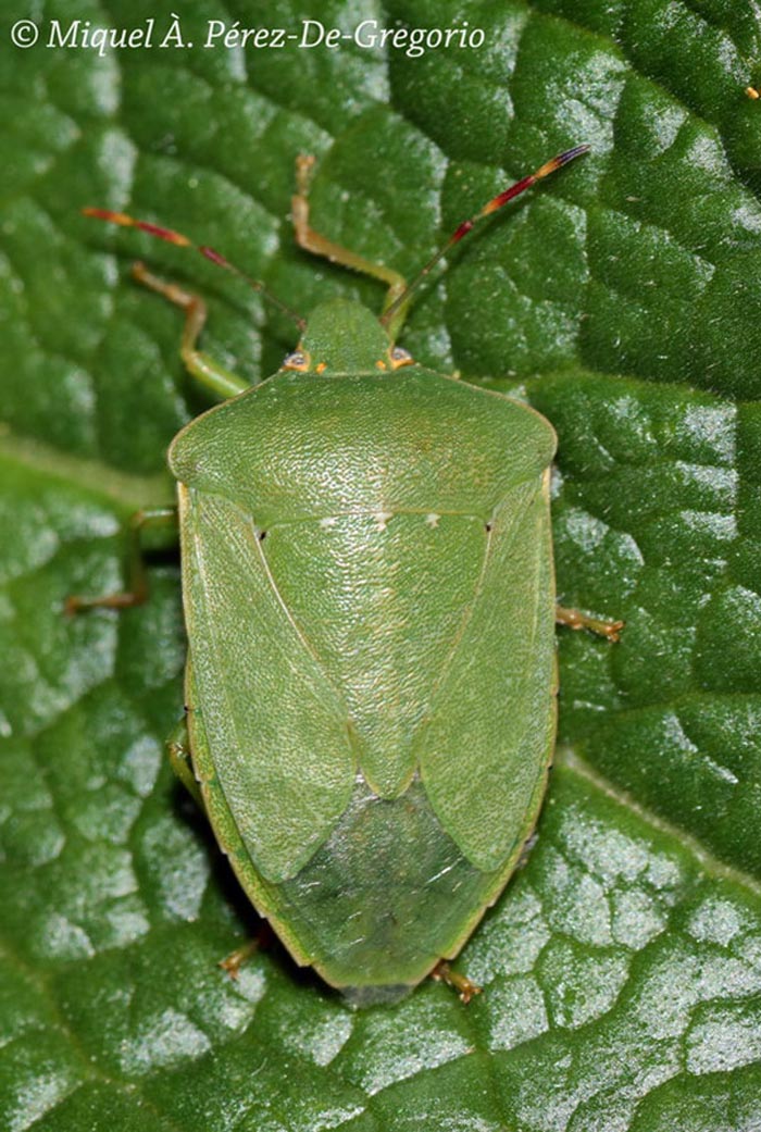 Nezara viridula