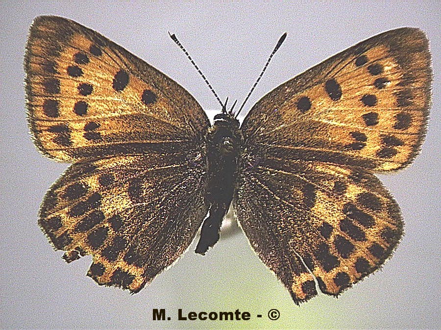 Normannia ilicis (Satyrium illicis)