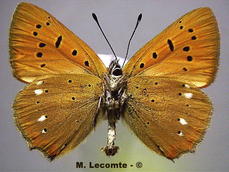 Normannia ilicis (Satyrium illicis)