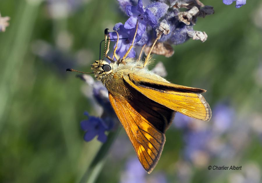 Ochlodes sylvanus (Ochlodes venatus)