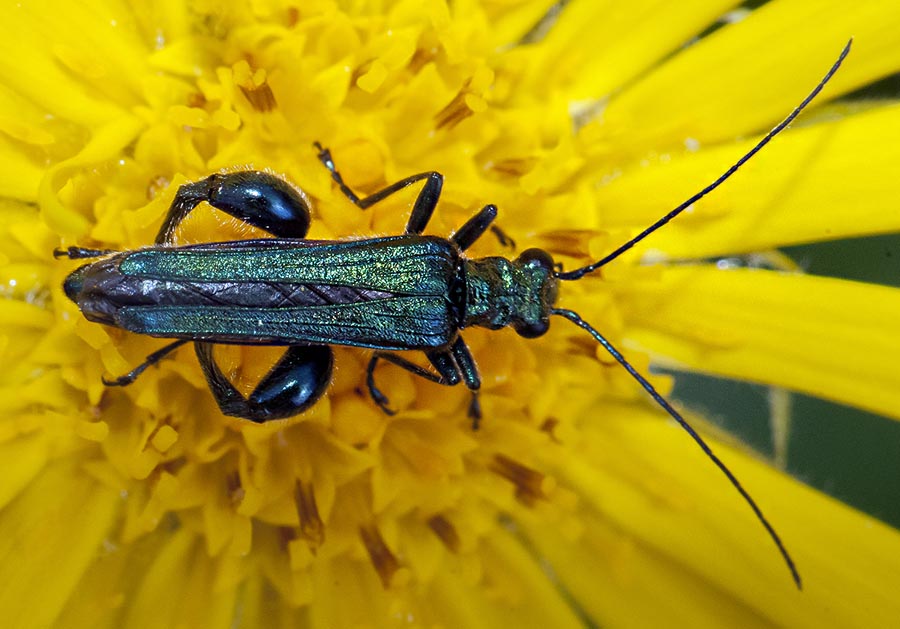 Oedemera nobilis