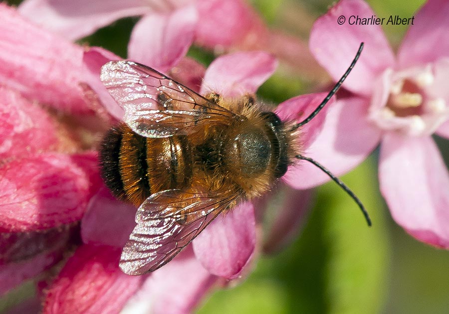 Osmia bicornis