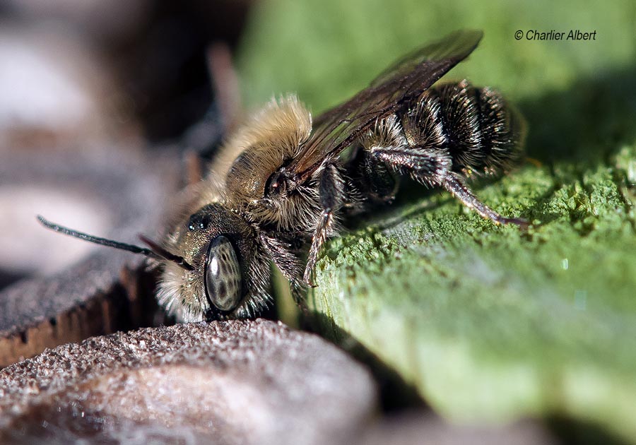 Osmia caerulescens