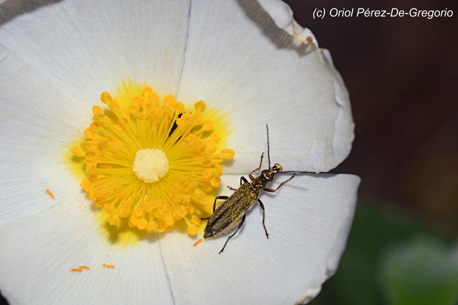 Oedemera flavipes