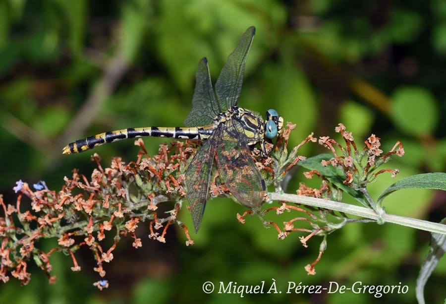 Onychogomphus uncatus