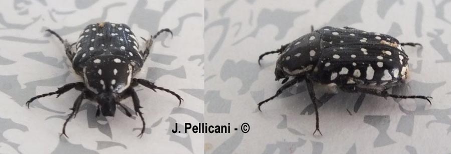 Oxythyrea funesta
