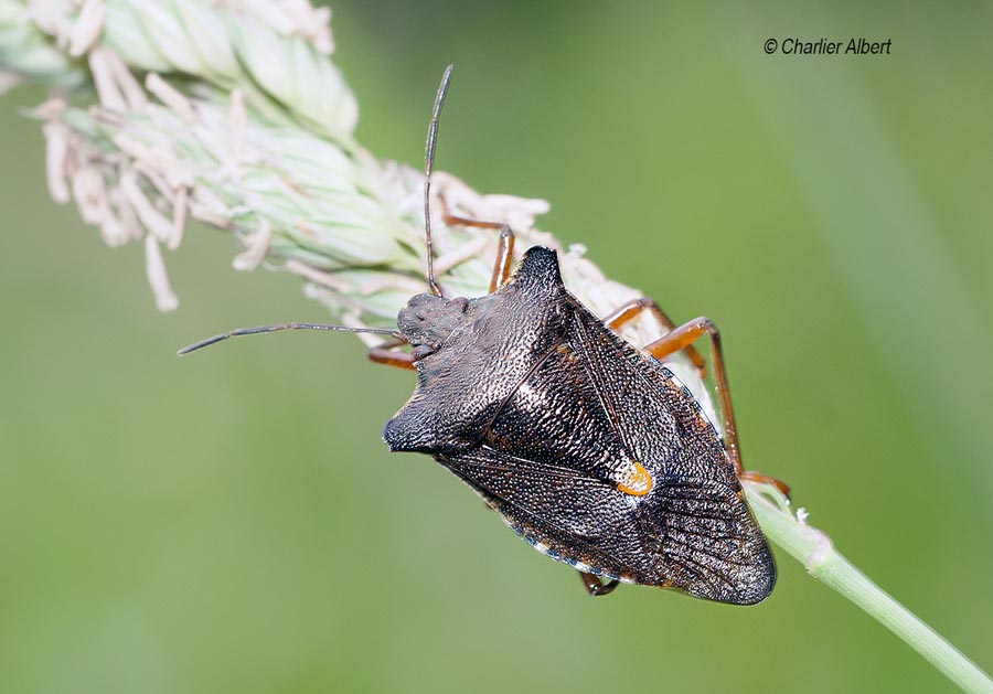 Pentatoma rufipes