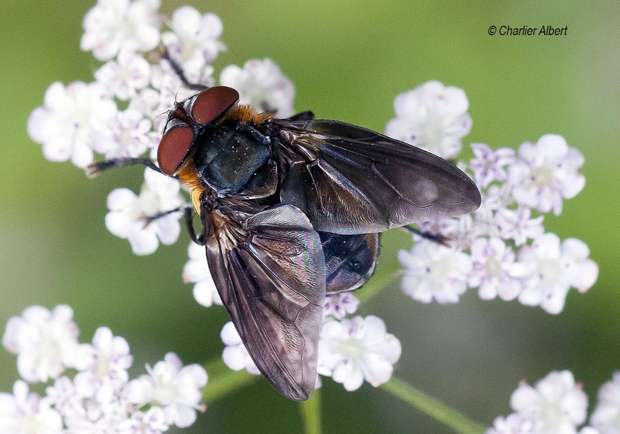 Phasia hemiptera (alophore hémiptère)