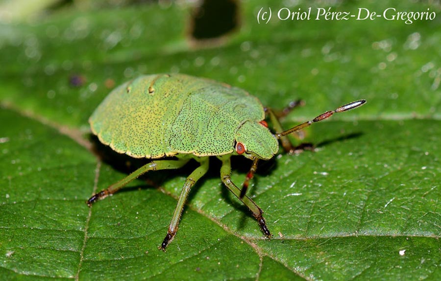 Palomena prasina