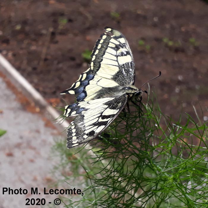 Papilio machaon