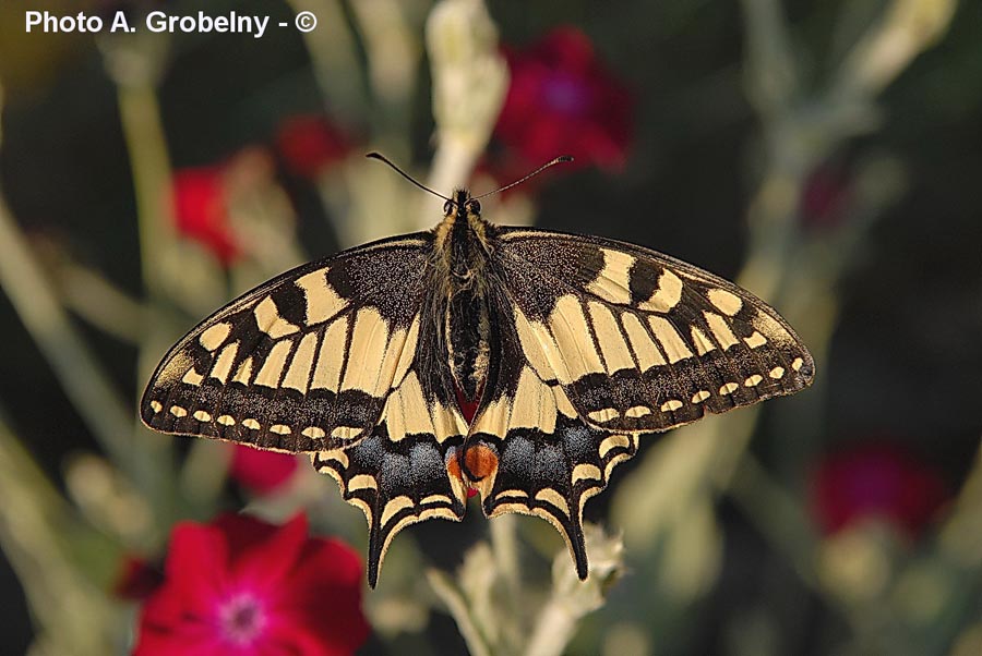 Papilio machaon