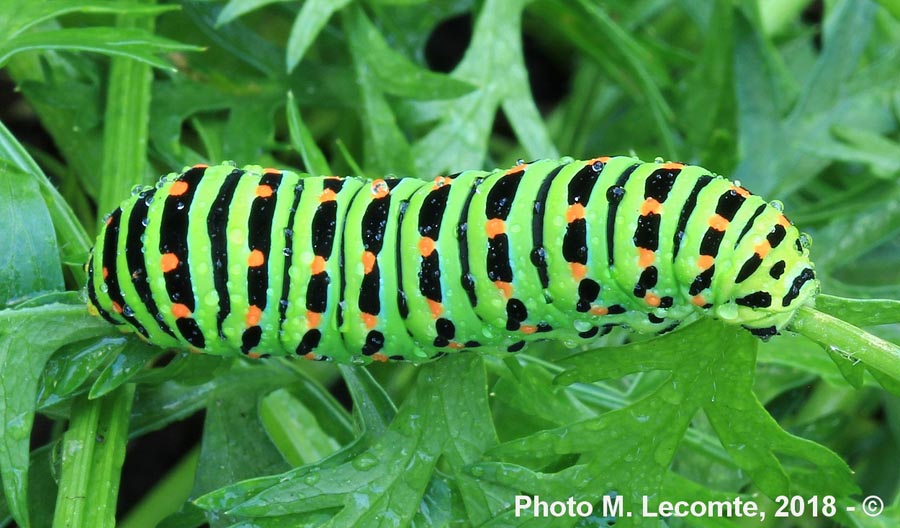 Papilio machaon