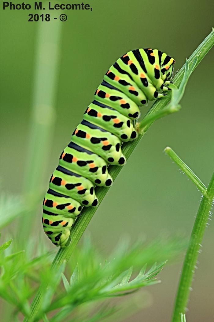 Papilio machaon