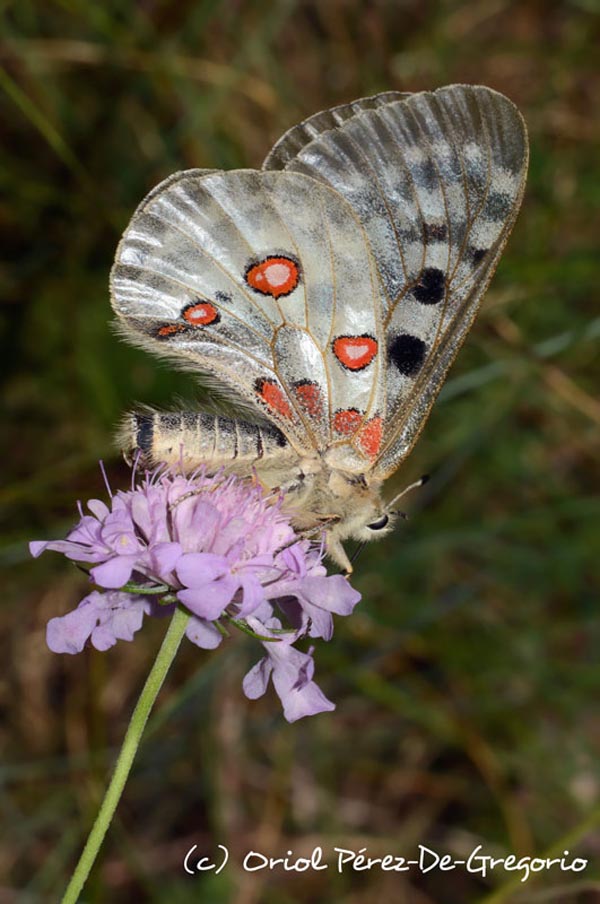 Parnassius apollo